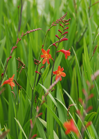 Crocosmia 'Bressingham Beacon'